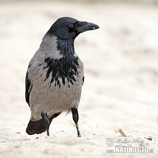 Vrána obyčajná (Corvus cornix)
