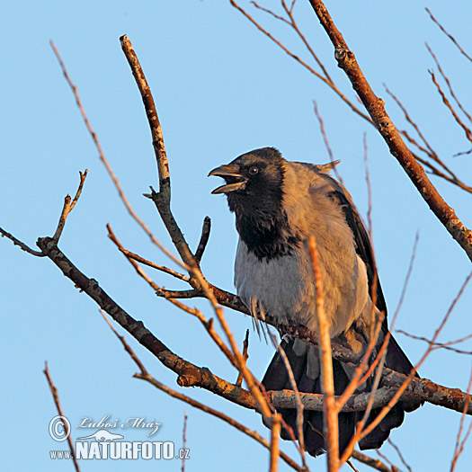 Vrána obyčajná (Corvus corone cornix)