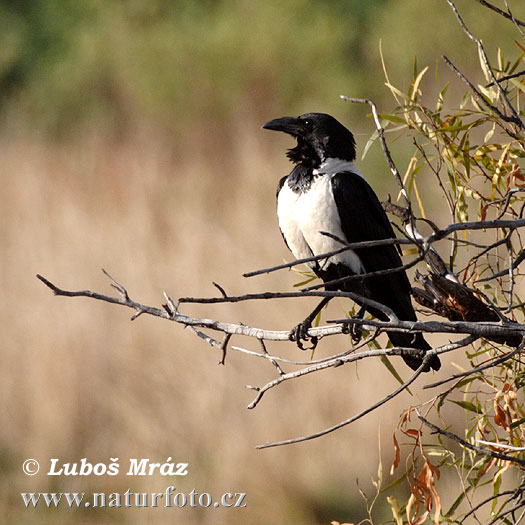 Vrana štítnatá (Corvus albus)