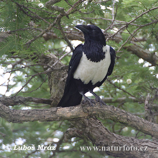 Vrana štítnatá (Corvus albus)