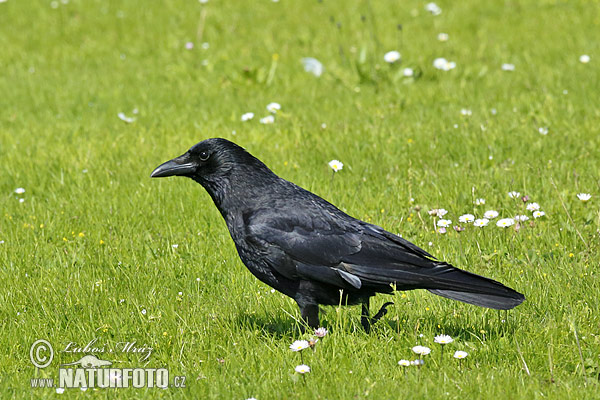 Vrana túlavá (Corvus corone corone)