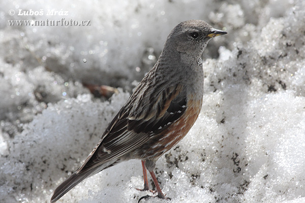 Vrchárka červenkavá červenkastá (Prunella collaris)