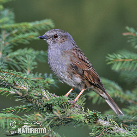 Vrchárka modrá (Prunella modularis)