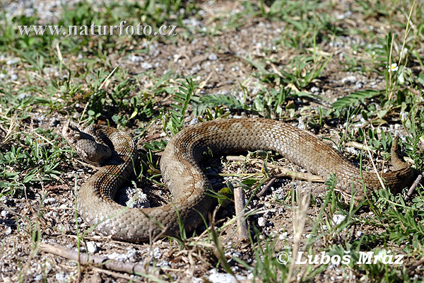 Vretenica rožkatá (Vipera ammodytes)