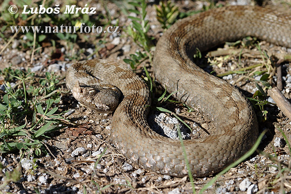 Vretenica rožkatá (Vipera ammodytes)