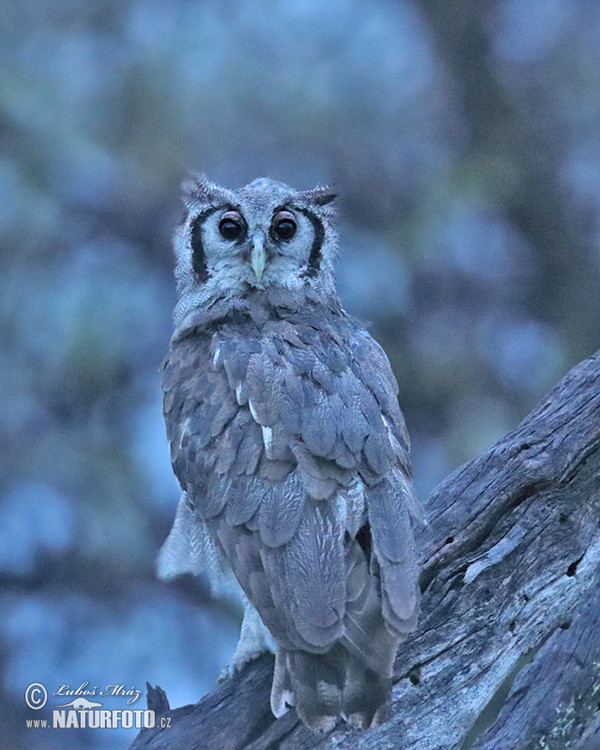 Výr bělavý (Bubo lacteus)