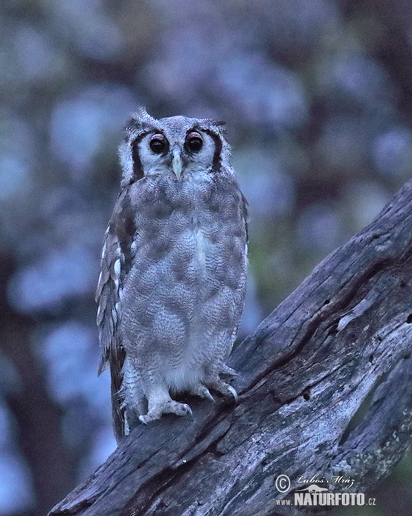 Výr belavý (Bubo lacteus)