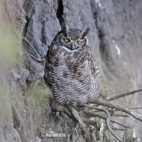 Výr bielobradý (Bubo virginianus)