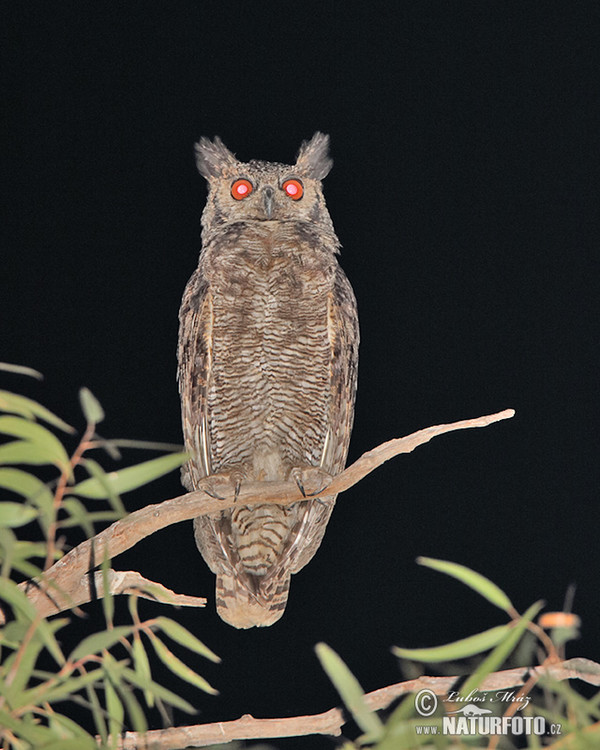 Výr bielobradý (Bubo virginianus)