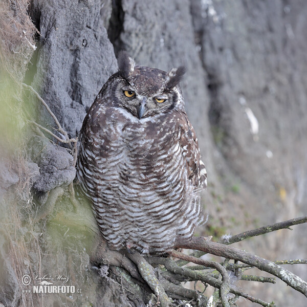 Výr bielobradý (Bubo virginianus)