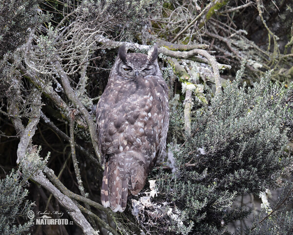 Výr bielobradý (Bubo virginianus)