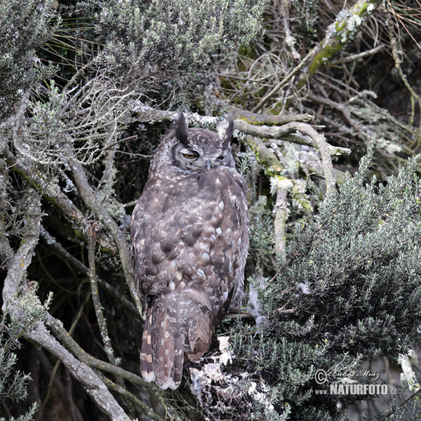 Výr bielobradý (Bubo virginianus)