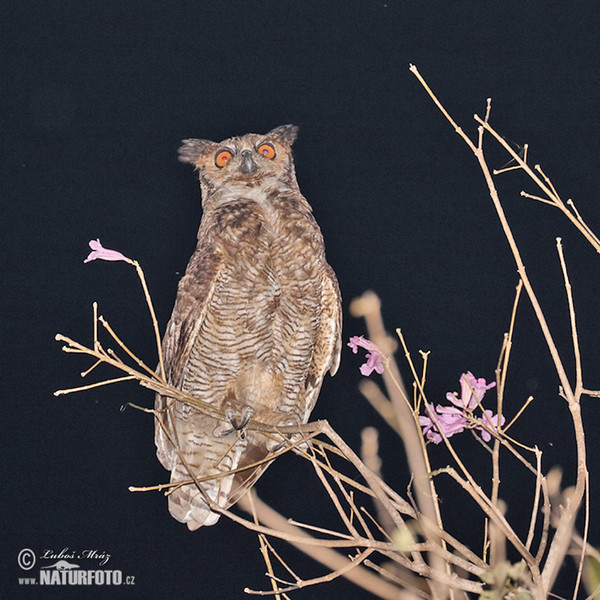 Výr bielobradý (Bubo virginianus)