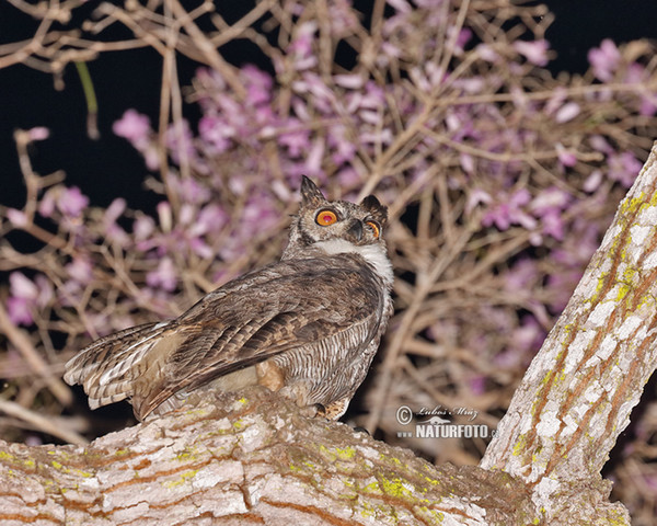 Výr bielobradý (Bubo virginianus)