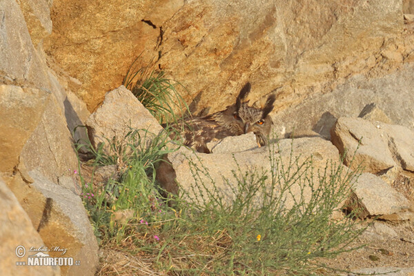 Výr skalný (Bubo bubo)