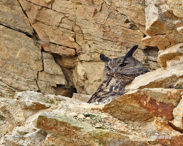 Výr skalný (Bubo bubo)