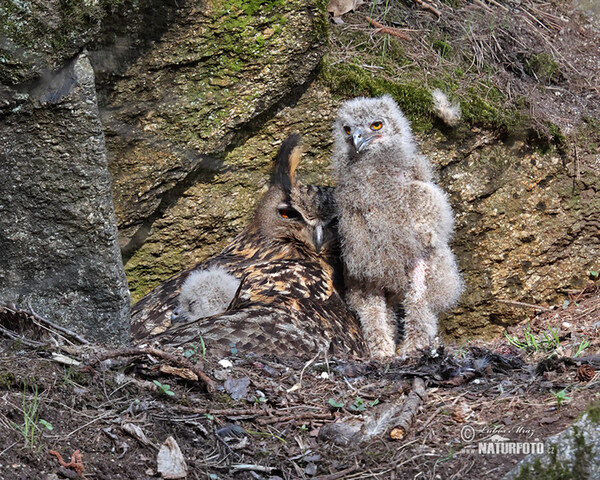 Výr skalný (Bubo bubo)