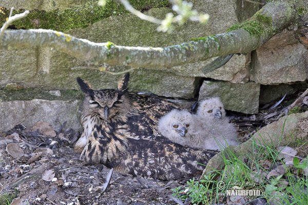 Výr skalný (Bubo bubo)