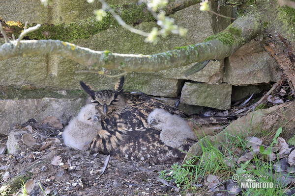 Výr skalný (Bubo bubo)