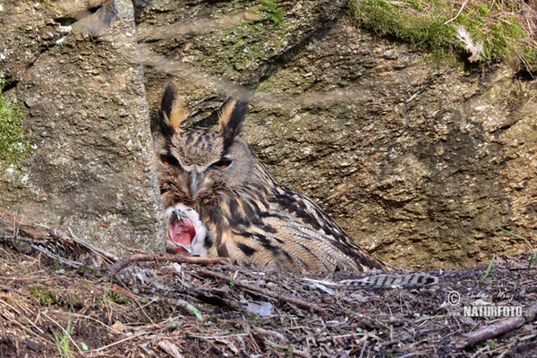 Výr skalný (Bubo bubo)