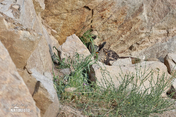 Výr skalný (Bubo bubo)