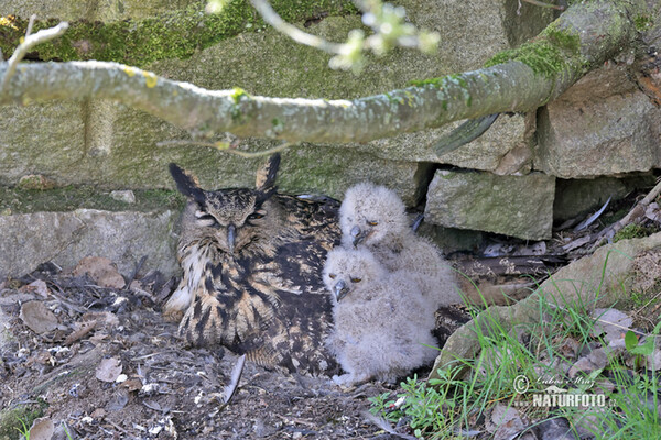 Výr skalný (Bubo bubo)