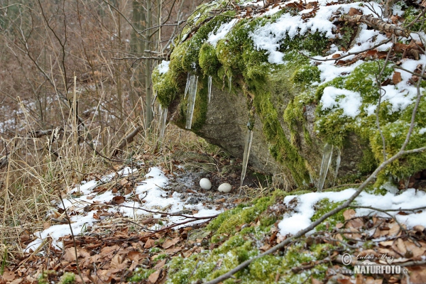 Výr skalný (Bubo bubo)