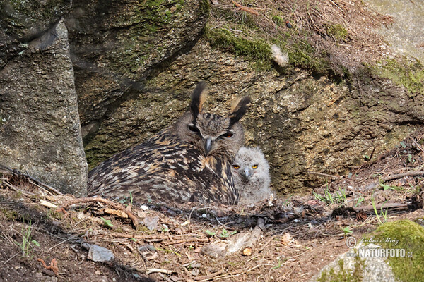 Výr skalný (Bubo bubo)