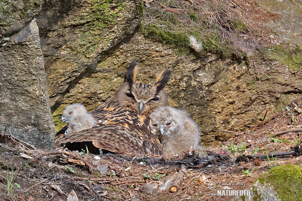 Výr skalný (Bubo bubo)