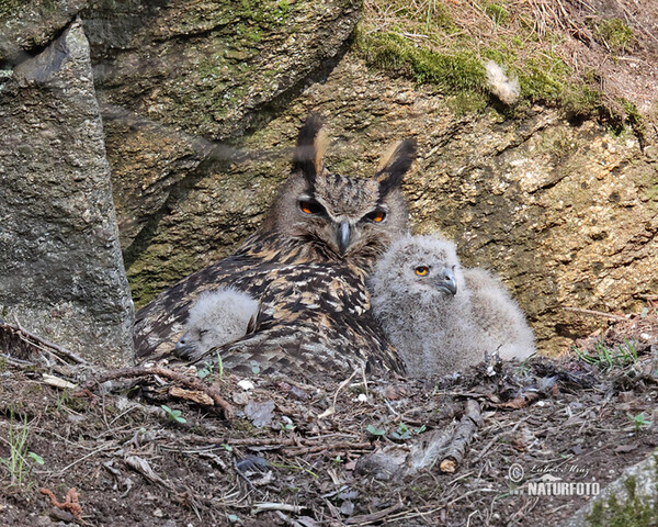 Výr skalný (Bubo bubo)