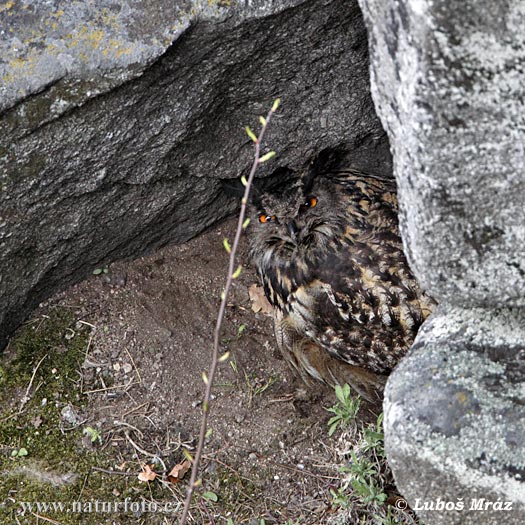 Výr skalný (Bubo bubo)