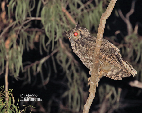 Výr viržinský (Bubo virginianus)