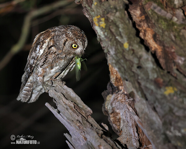 Výreček malý (Otus scops)