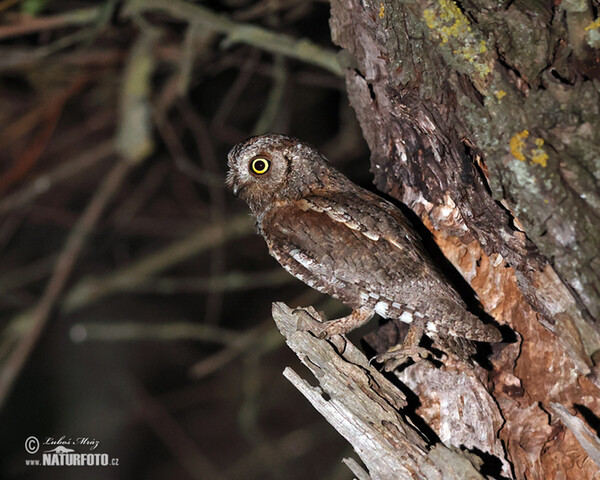 Výreček malý (Otus scops)