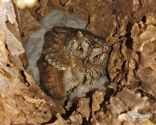 Výreček malý (Otus scops)