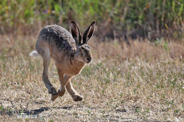 Zajac poĺný (Lepus europaeus)