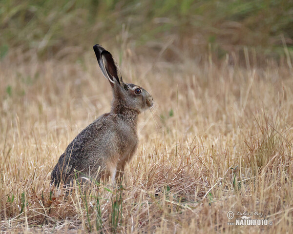 Zajac poĺný (Lepus europaeus)