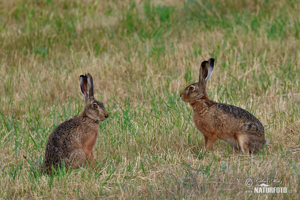 Zajac poĺný (Lepus europaeus)