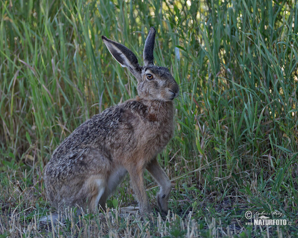 Zajac poĺný (Lepus europaeus)