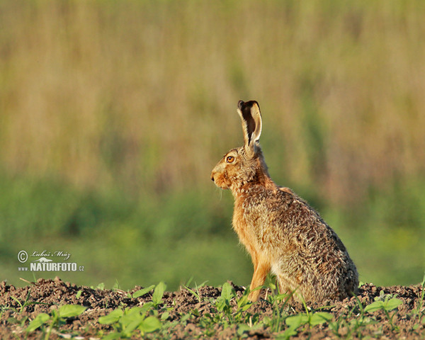 Zajac poĺný (Lepus europaeus)