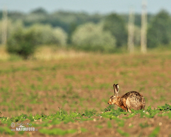 Zajac poĺný (Lepus europaeus)