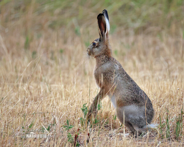 Zajac poĺný (Lepus europaeus)