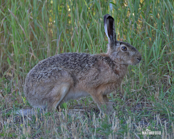 Zajac poĺný (Lepus europaeus)