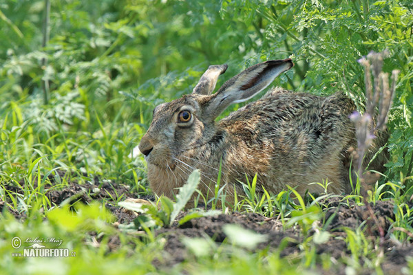 Zajac poĺný (Lepus europaeus)