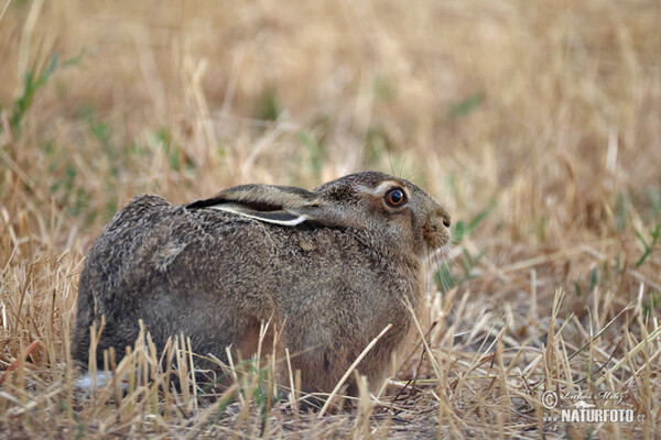 Zajac poĺný (Lepus europaeus)