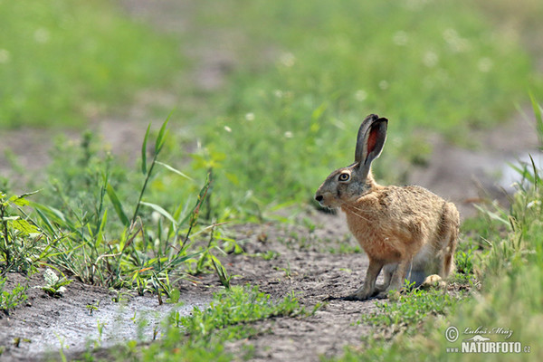 Zajíc polní (Lepus europaeus)