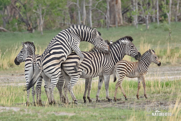 Zebra Burchellova (Equus quagga burchellii)