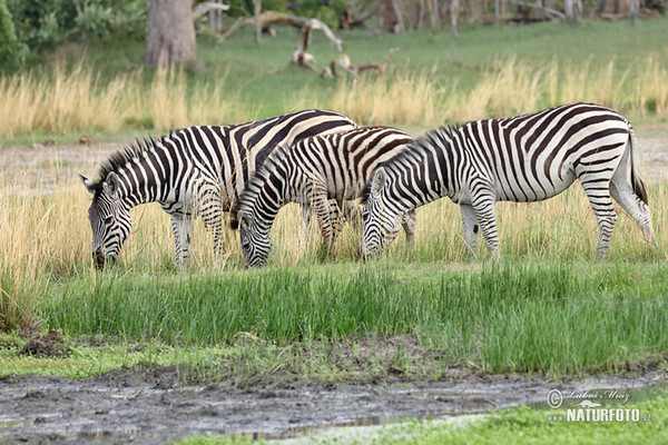 Zebra Burchellova (Equus quagga burchellii)