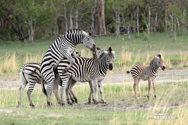 Zebra Burchellova (Equus quagga burchellii)