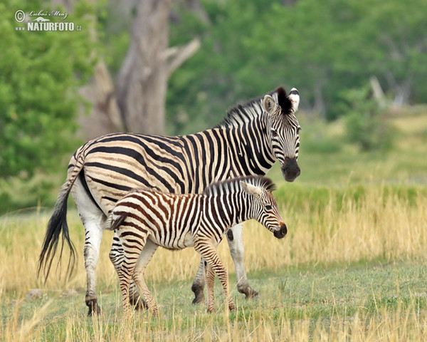 Zebra Burchellova (Equus quagga burchellii)